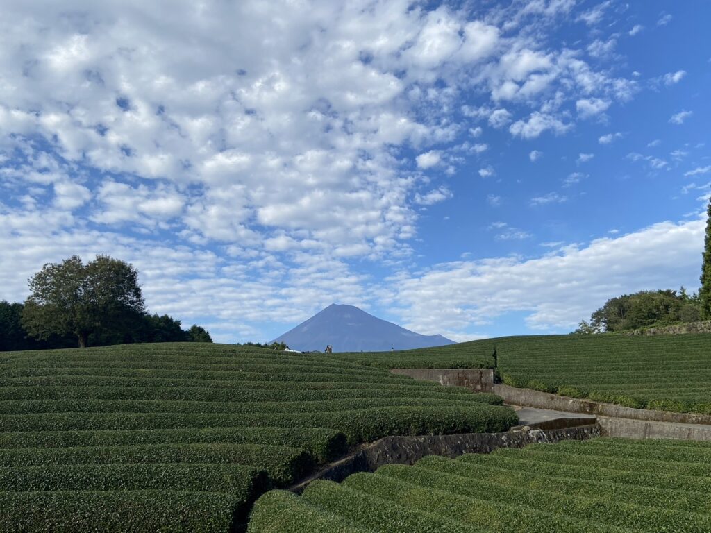 大淵笹場から眺める富士山は絶景