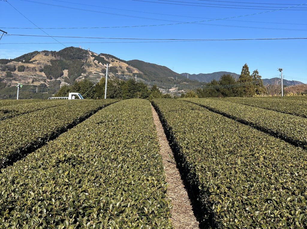 畝間に茶草が入った茶畑