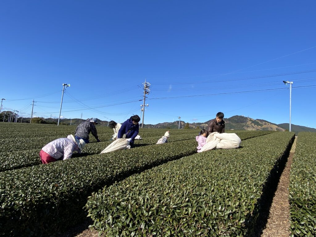 茶草を敷くお手伝い体験は冬の人気プログラム