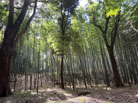 石清水八幡宮の竹林、嵯峨野と違って、ほとんど人がいない