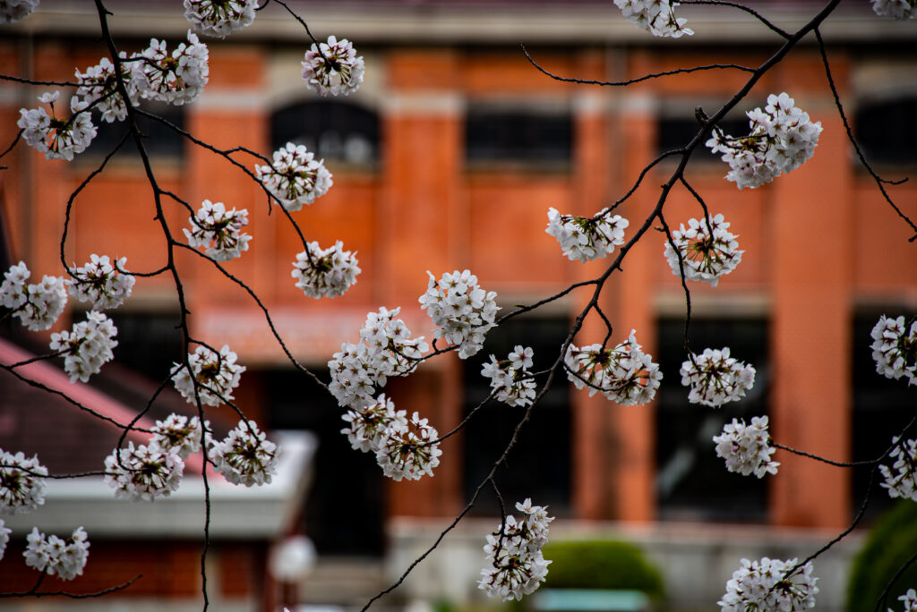 桜花の向う側のレンガキャンバス