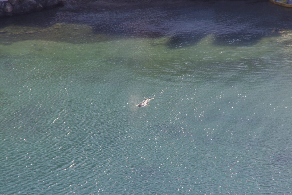 あいまいな旅行記　下田温泉から熱川温泉へ　入り江の水族館を泳ぐイルカ