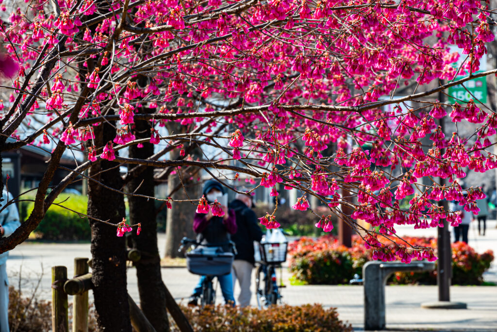 大噴水前の寒緋桜