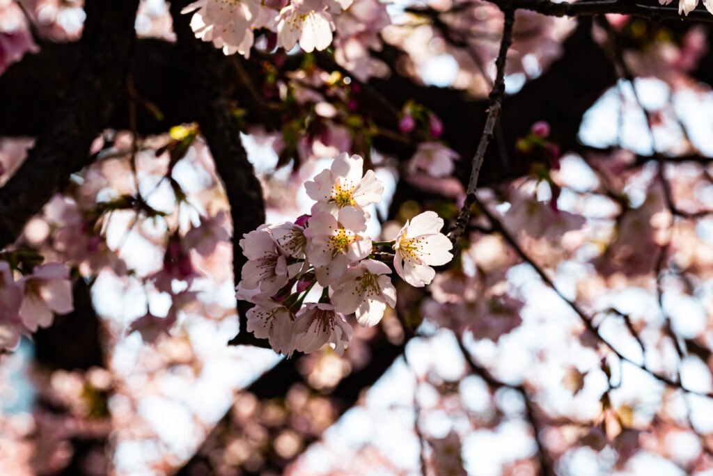 上野広小路の大寒桜