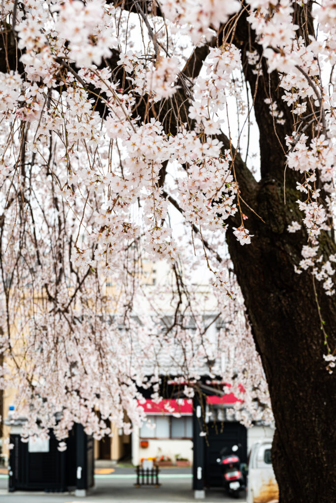 長明寺の枝垂桜の下から