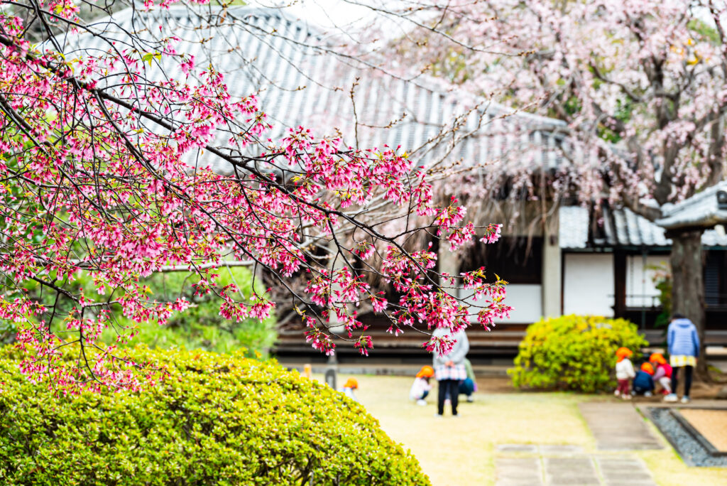 谷中・天王寺のオカメ桜