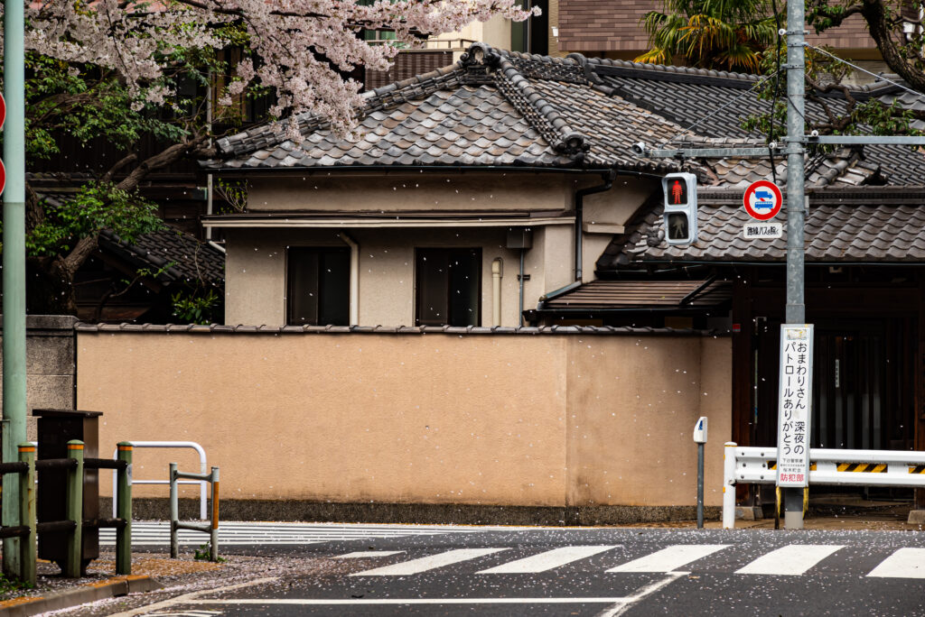 散り桜、ひっそりと