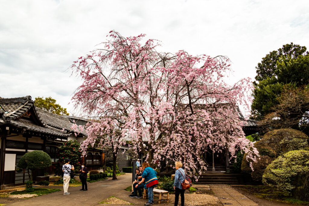 天王寺の枝垂桜、愛でる人は外国人ばかり！