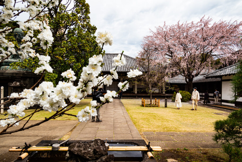 天王寺の花桃と枝垂桜