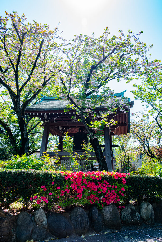 鐘楼前に光る八重桜