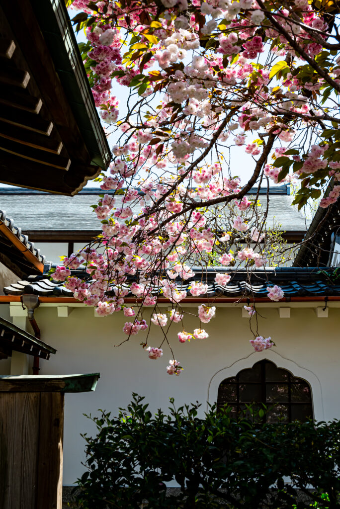 中華風の窓に映る八重桜