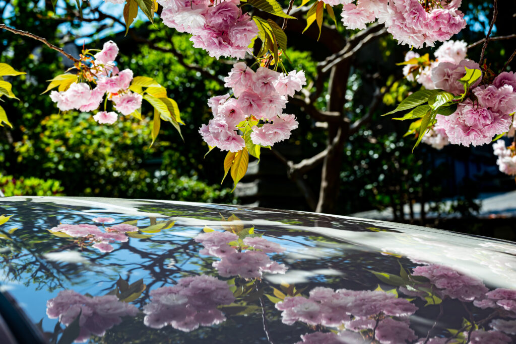 車の屋根に映る八重桜
