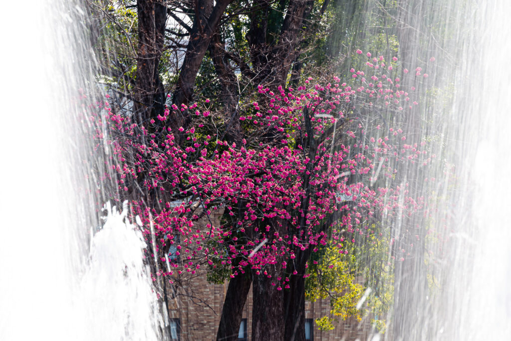 大噴水越しの寒緋桜