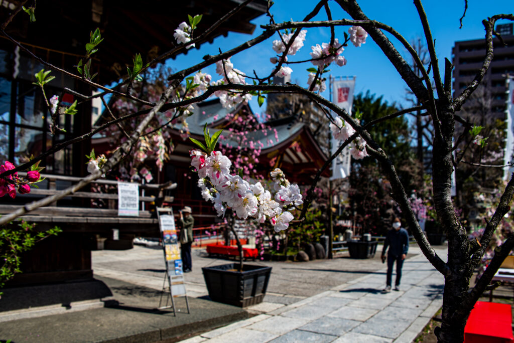 数多くの桃の花が･･･