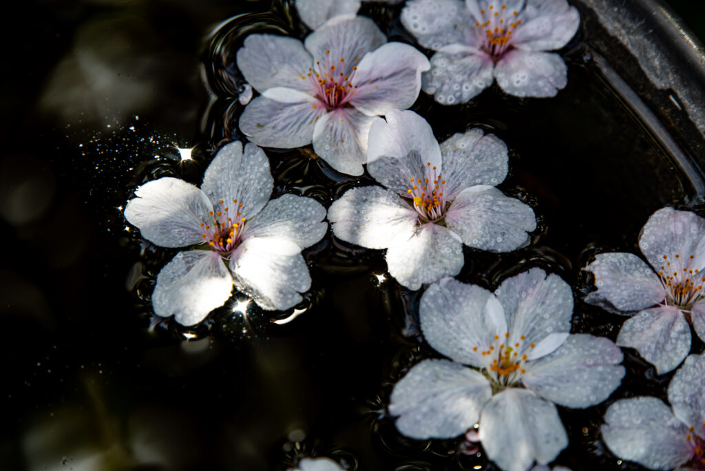 水面に浮かぶ桜花