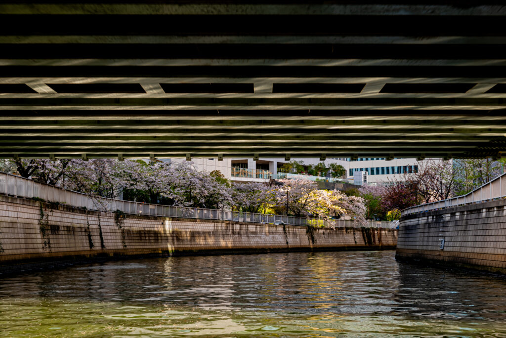 橋梁の向う側は、桜花が盛り