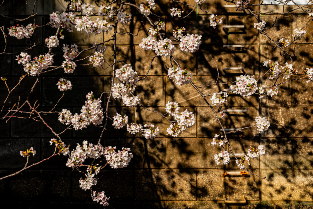 護岸に映える桜花