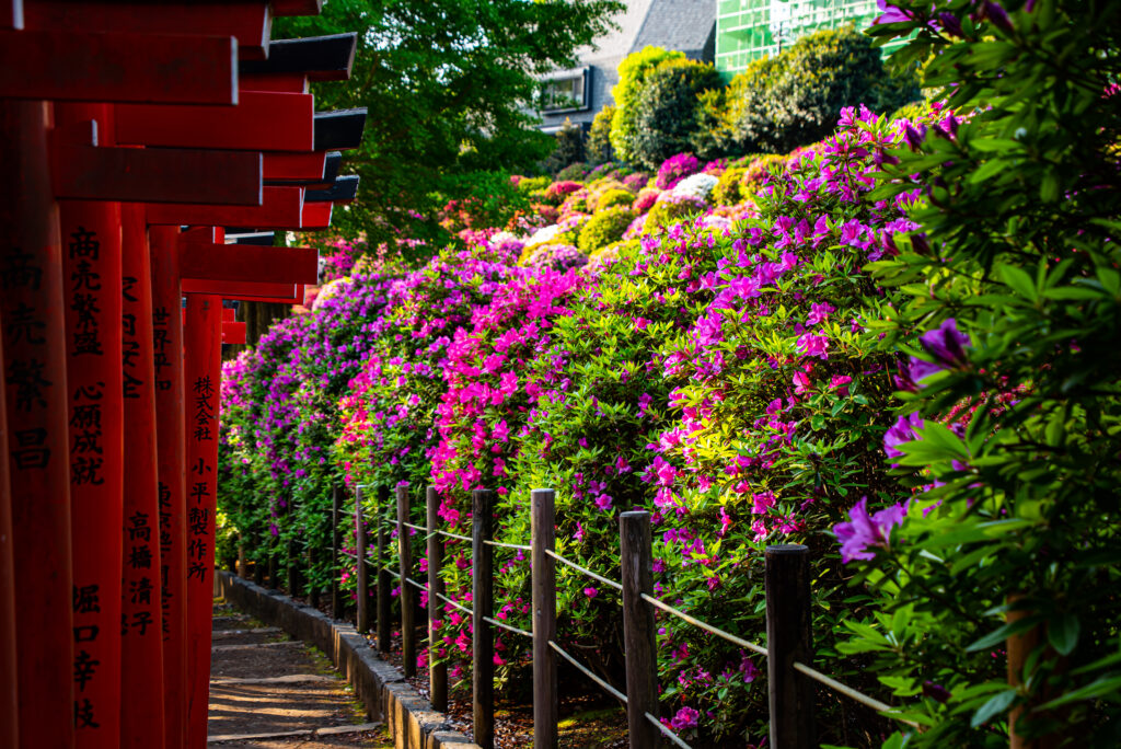 千本鳥居とつつじの花