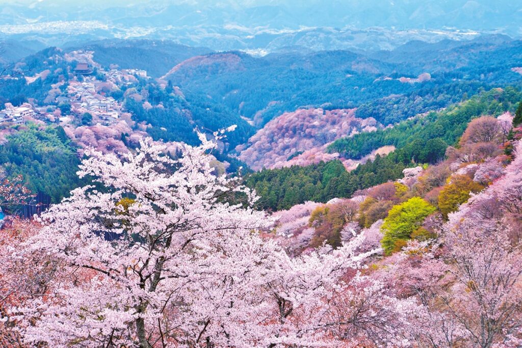 日本を代表する吉野山の桜