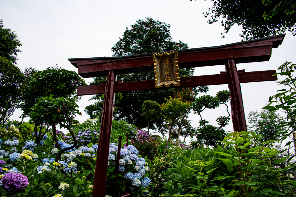 白山富士･･･浅間神社の鳥居越しに