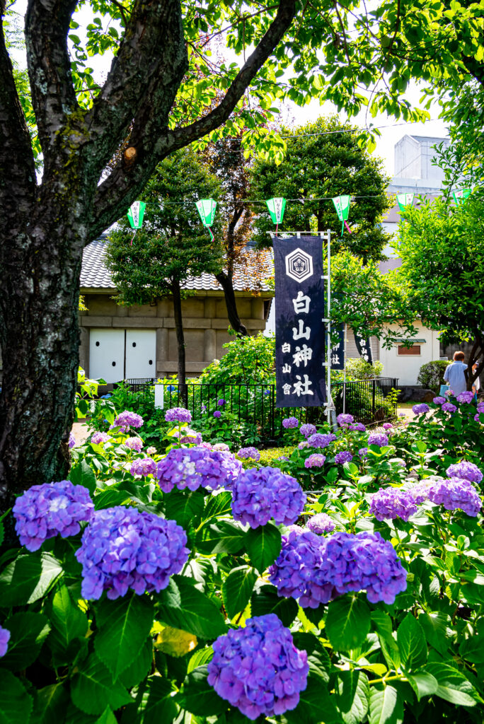 旗竿とのコントラストが素敵