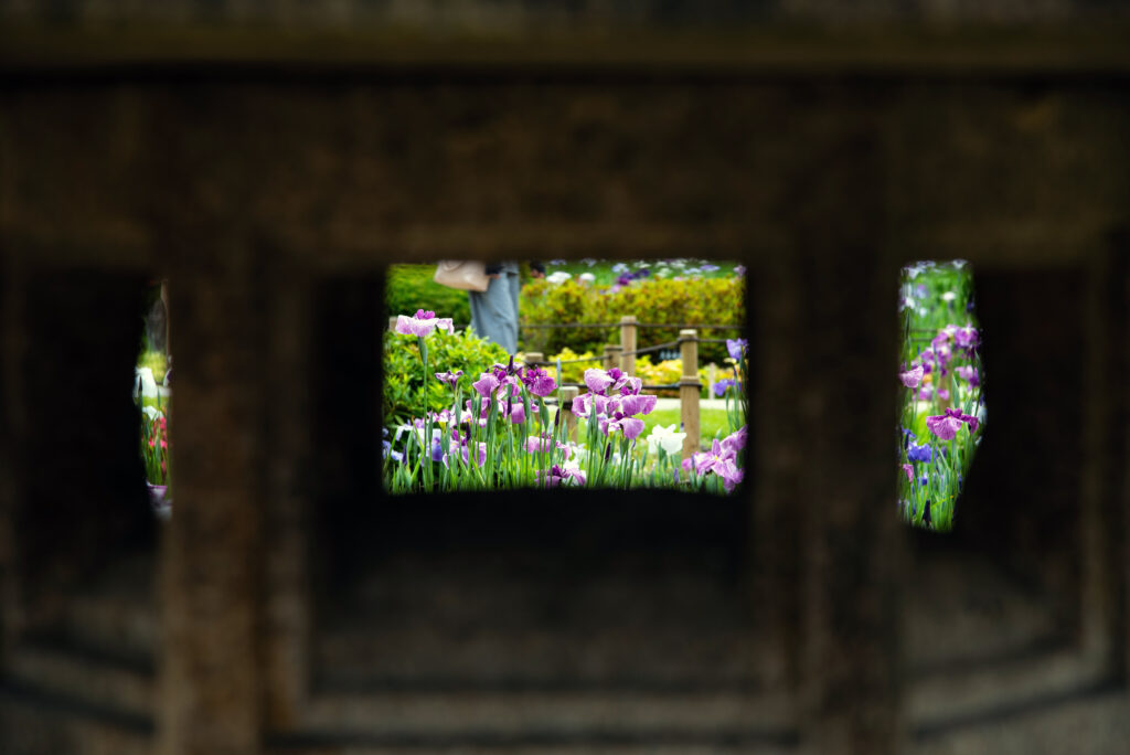 灯籠越しの花菖蒲