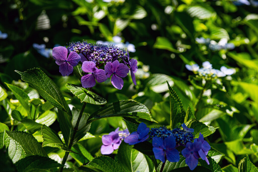 紫陽花の花も園内にはたくさん咲いています