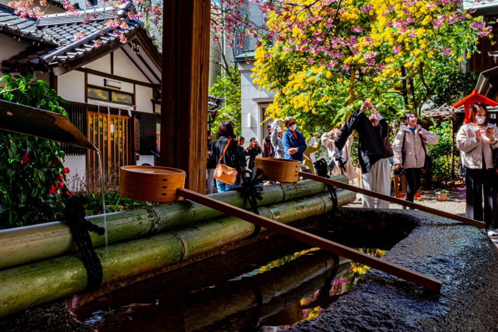 ミモザと河津桜の競演･･･蔵前神社