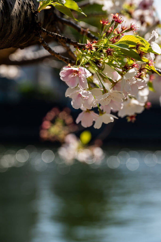 水辺に咲く桜花