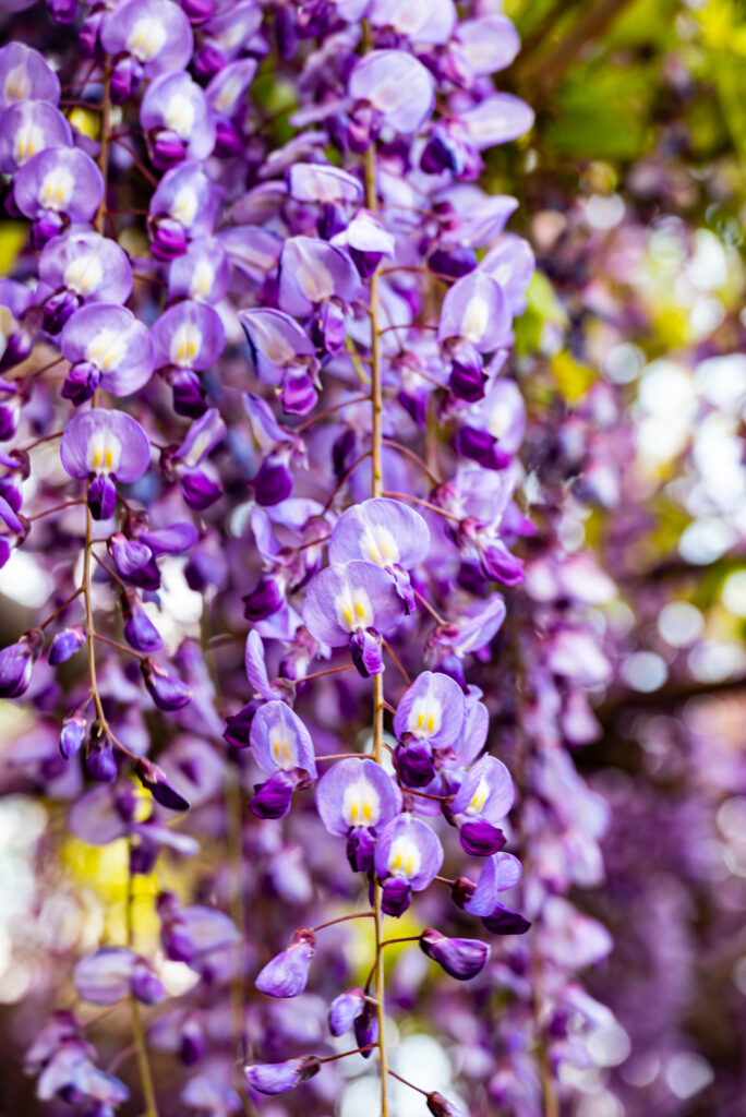 満開の藤の花