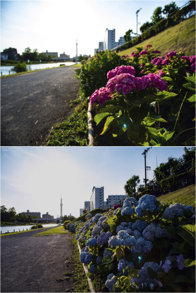 江戸川区側、赤や青のアジサイが素晴らしい！ 河津桜は、この先の方だ。