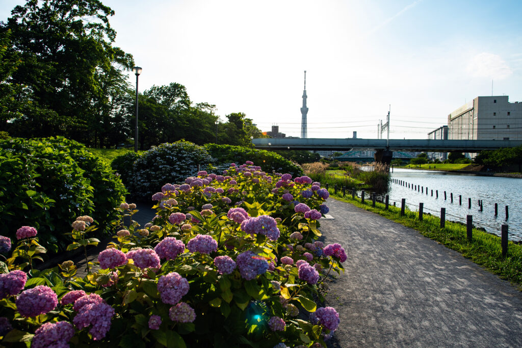 江東区側の水辺公園、まるでアジサイの迷路のよう！