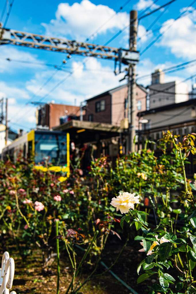 バラの花と電車が競演