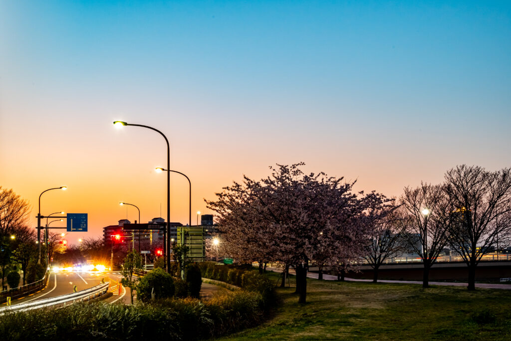 桜花満開の夕暮れ･･･千住汐入大橋