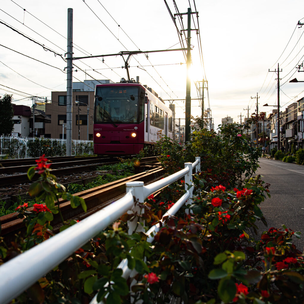 荒川遊園地前周辺には、バラの花がたくさん