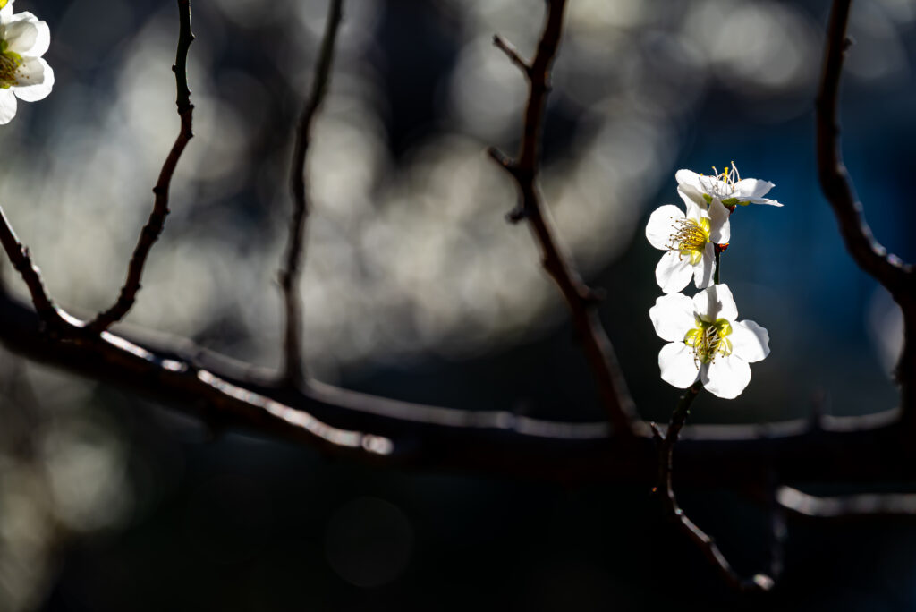 光を通す梅花、清々しく･･･