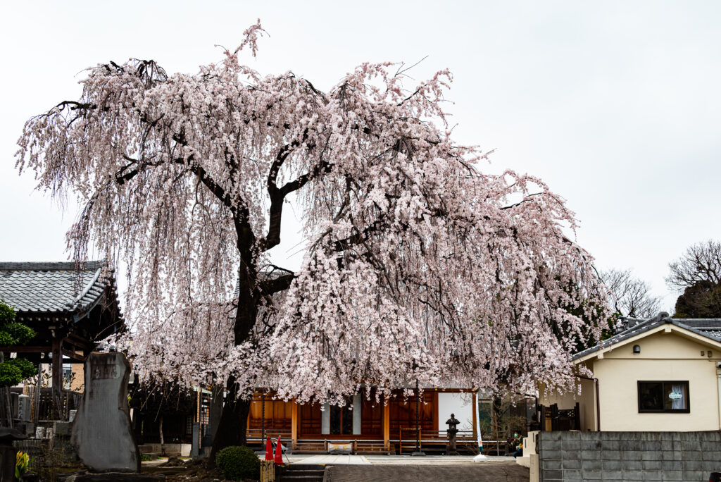 長明寺の枝垂桜、谷中一の景観