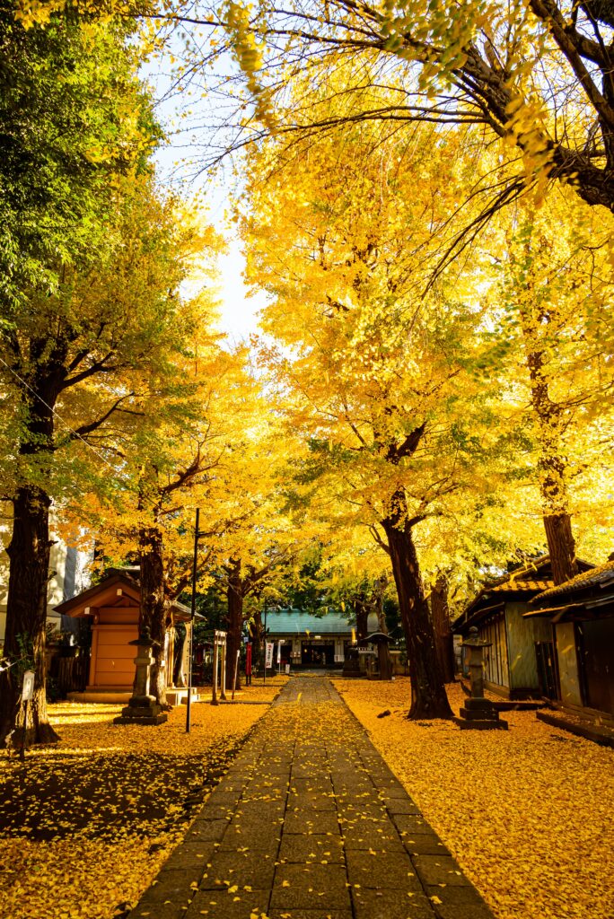 輝葉～駒込天祖神社