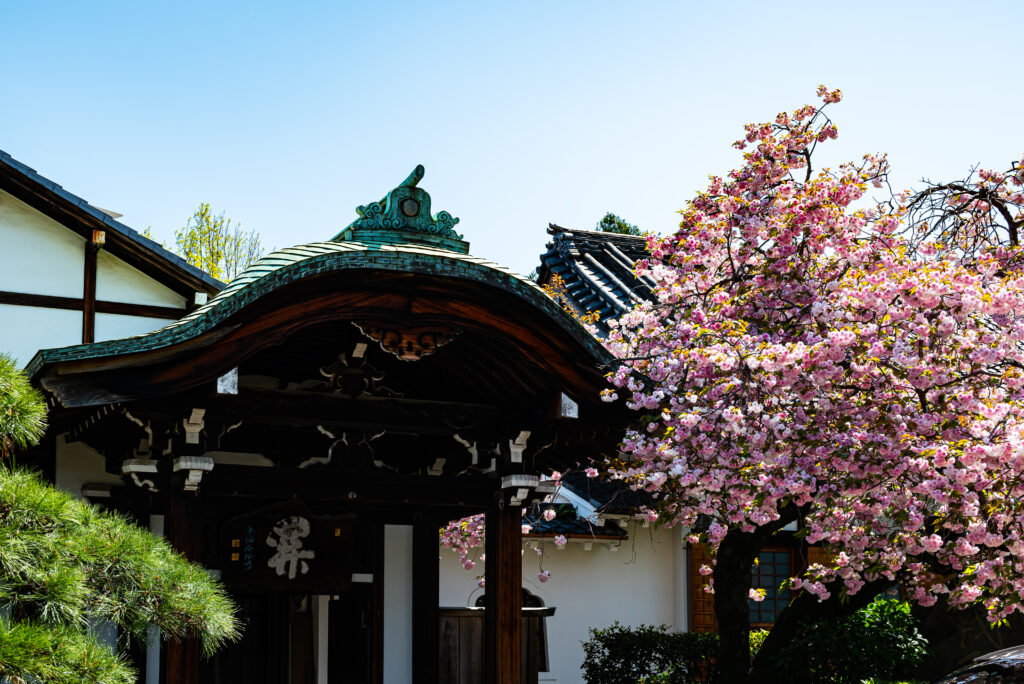 南泉寺、数少ない禅寺、八重桜が満開に