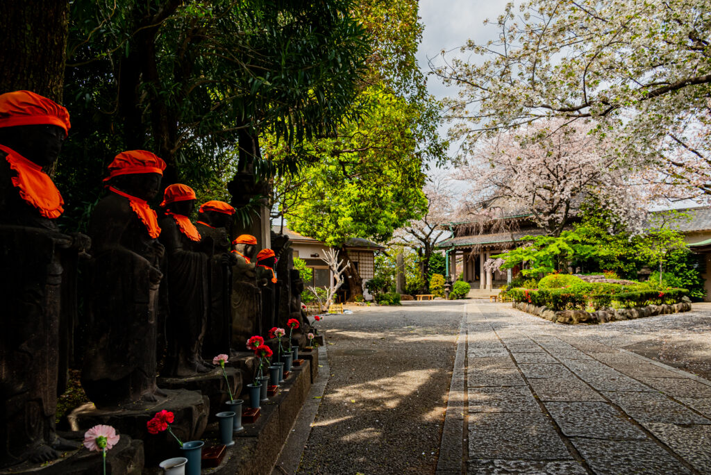 養福寺、ソメイヨシノと八重桜が競演する