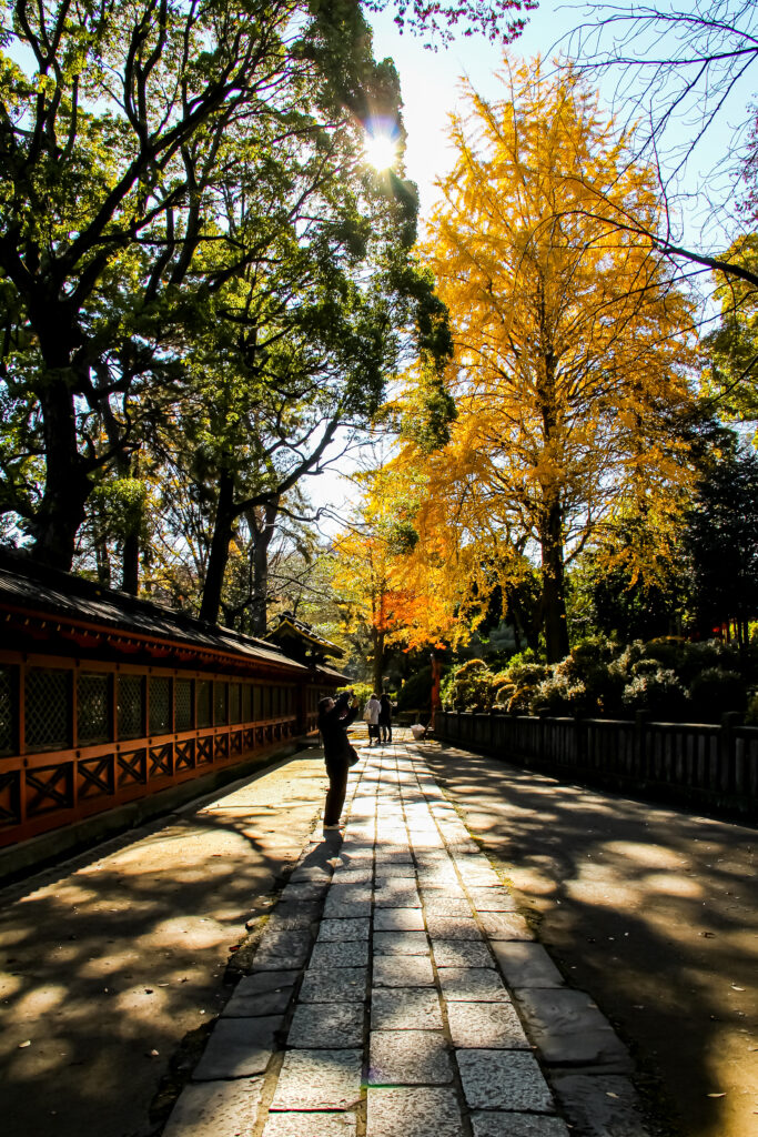 根津神社、朝日が燦燦と、境内には銀杏の彩りが！