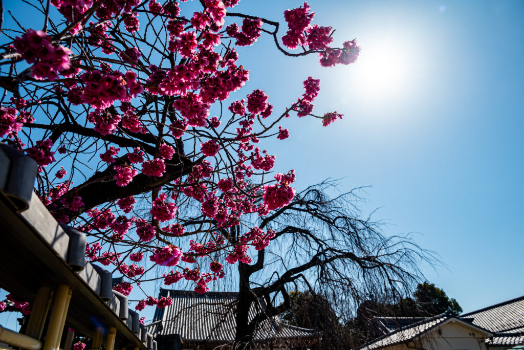 寒緋桜の向こう側に蕾の枝垂桜が･･･