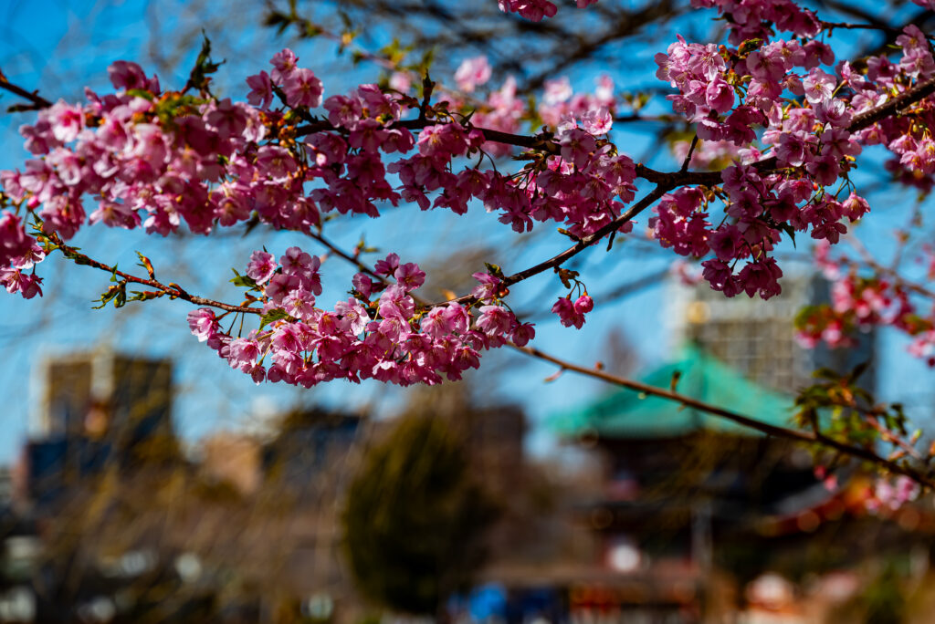 辨天堂の甍と河津桜のピンクが青空に映えている