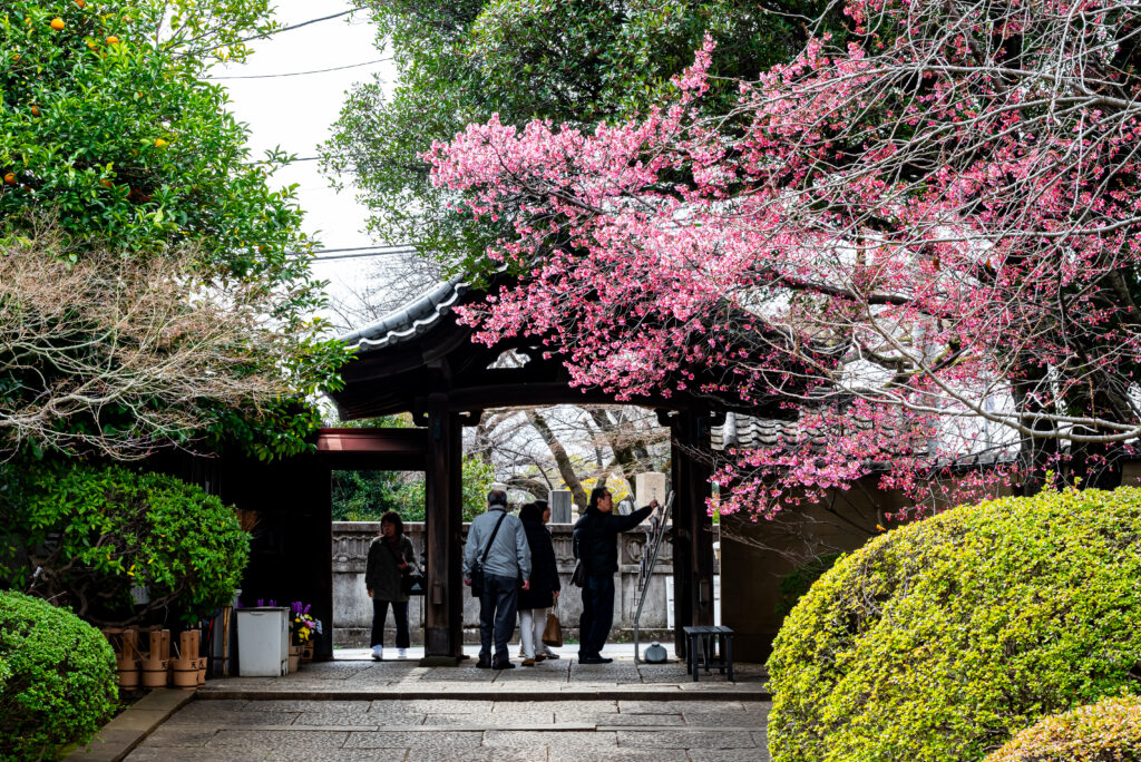 お彼岸の墓参りの参拝者もちらほら･･･紅色のオカメ桜