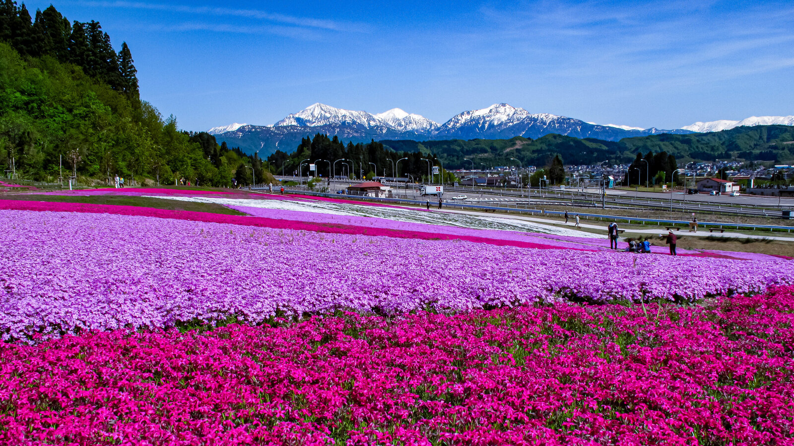春を感じる赤い彩り～堀之内の芝桜・新潟県魚沼市～ニッポンを歩こう