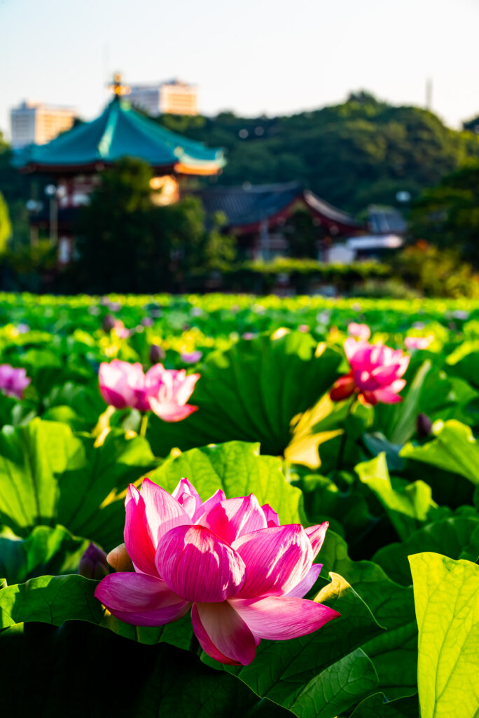 朝の光射す蓮の花、キラキラと