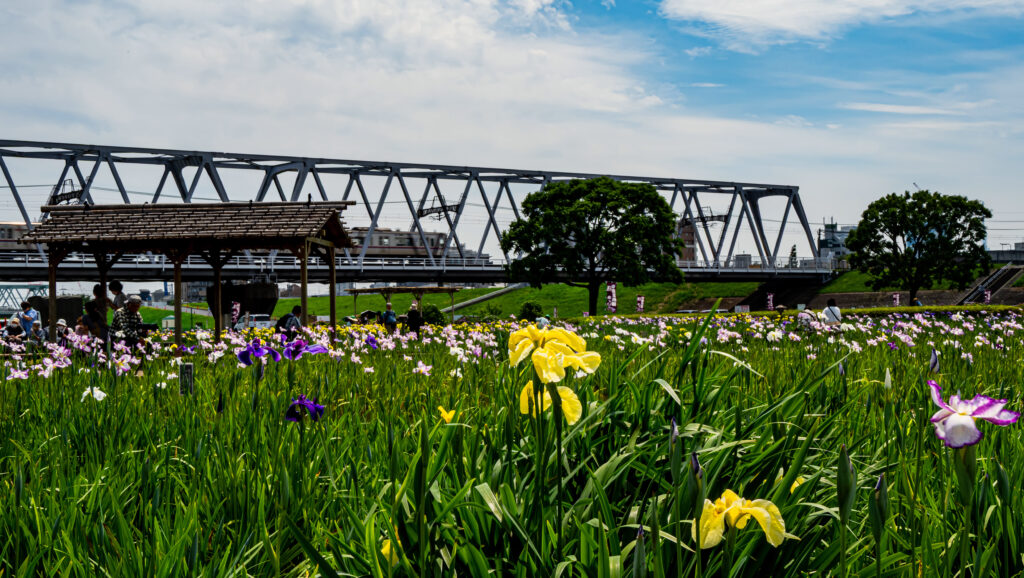 小岩菖蒲園、黄色の花が多く咲いている