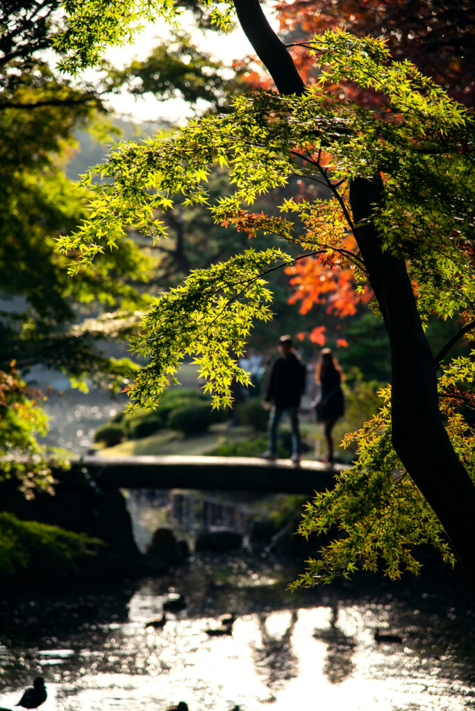 緑モミジの先に朱がアクセントに