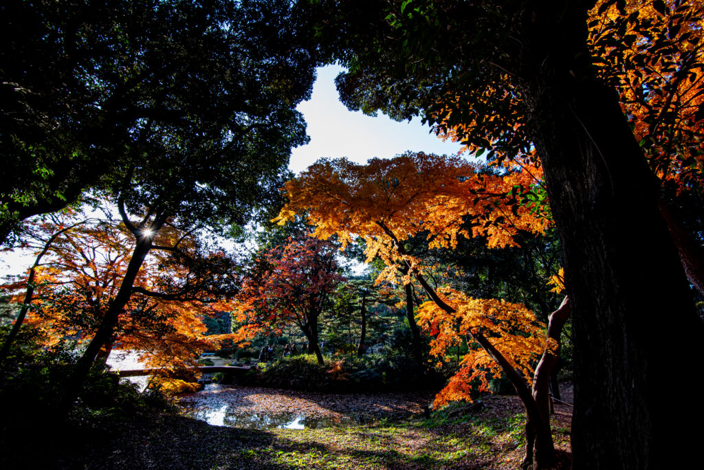 西陽がキラキラと