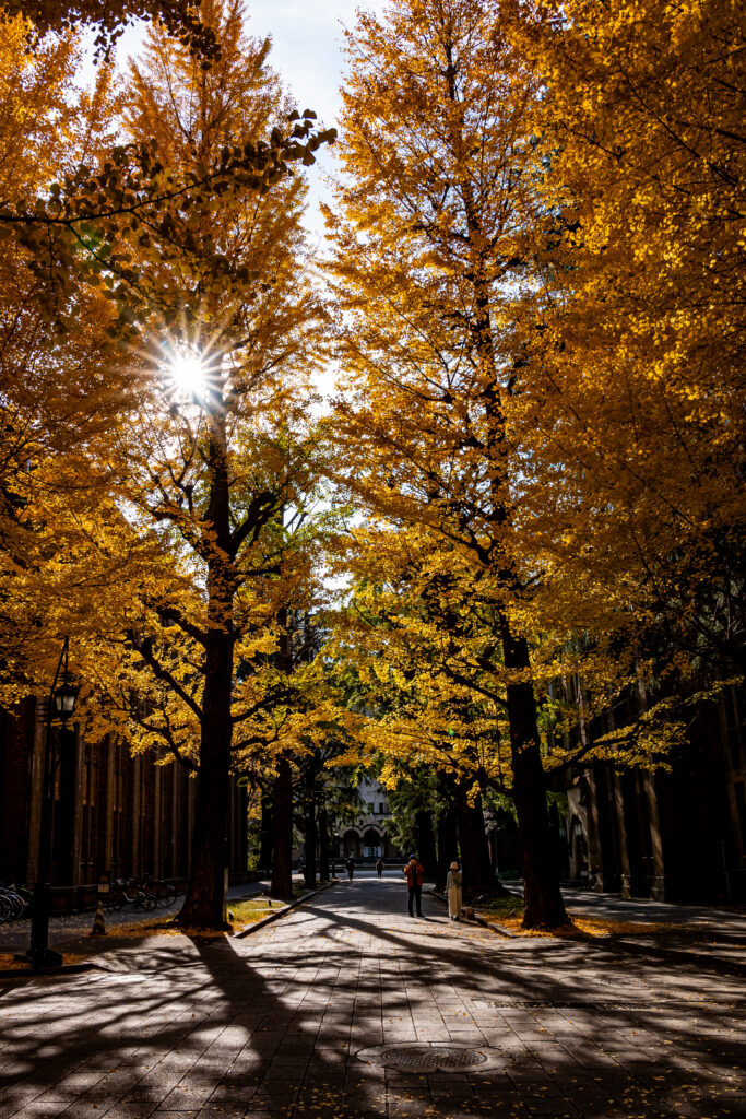 四方八方にイチョウの木々が